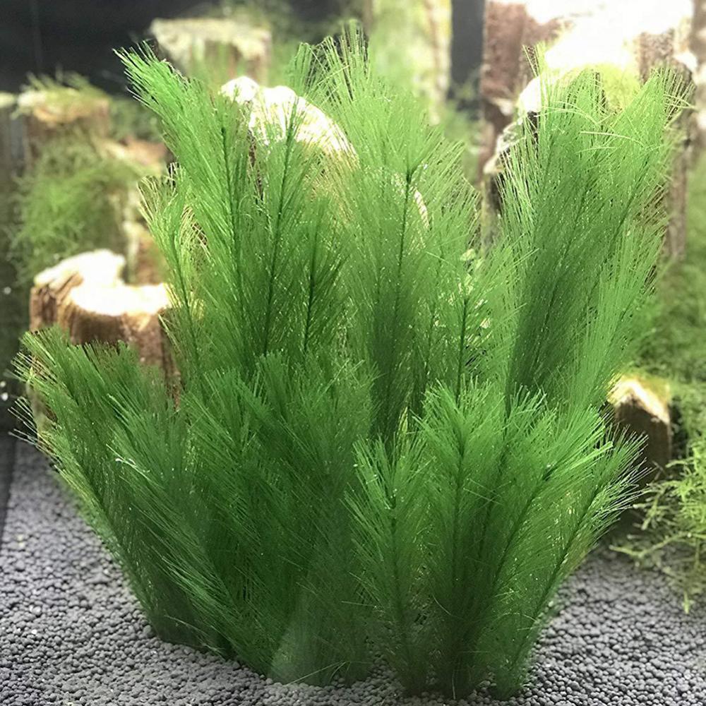 Aquarium Plants Live - 1/3 Pz 28/40 cm Acquario Serbatoio