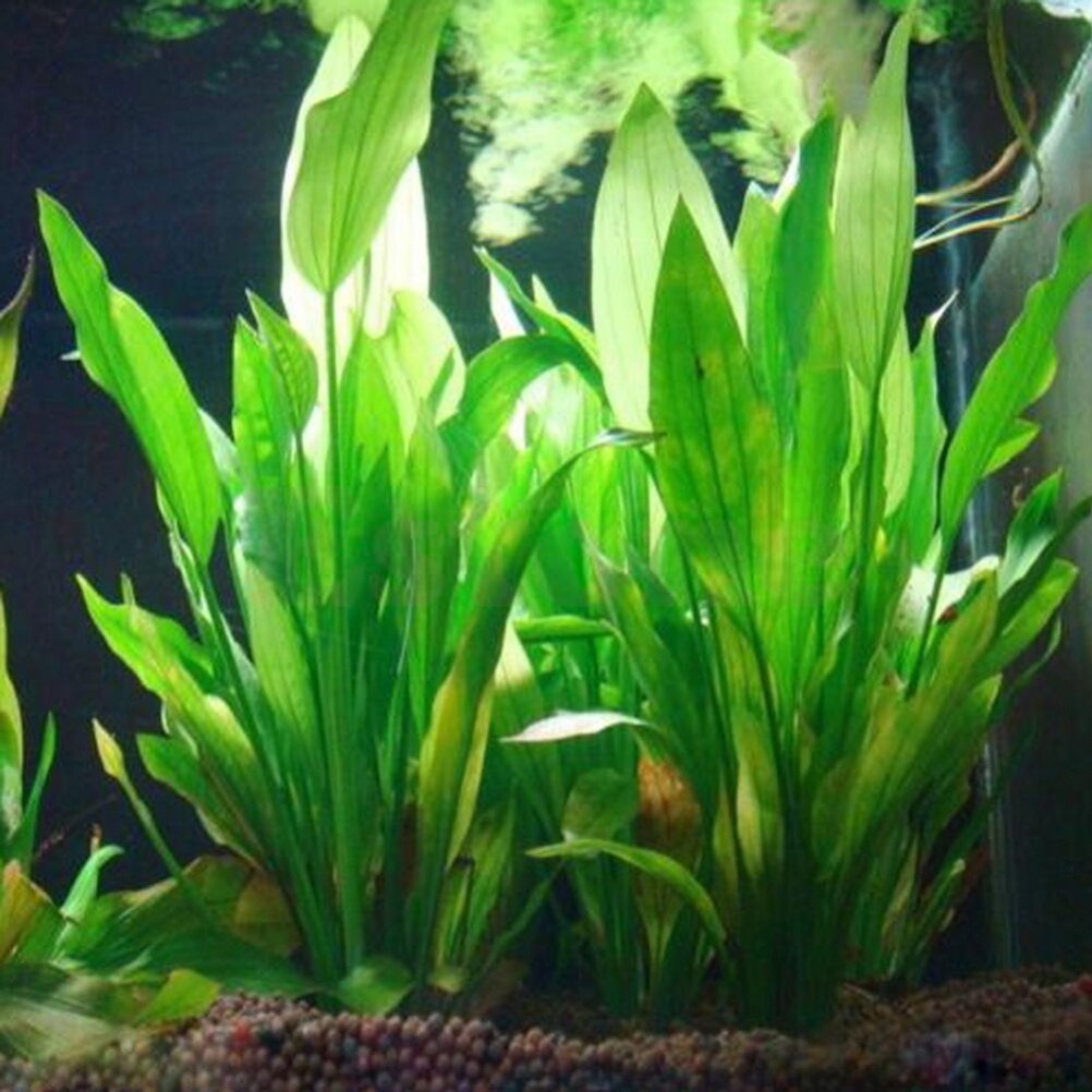 Aquarium Plants Live - 15cm artificiale acquario Decor piante acqua
