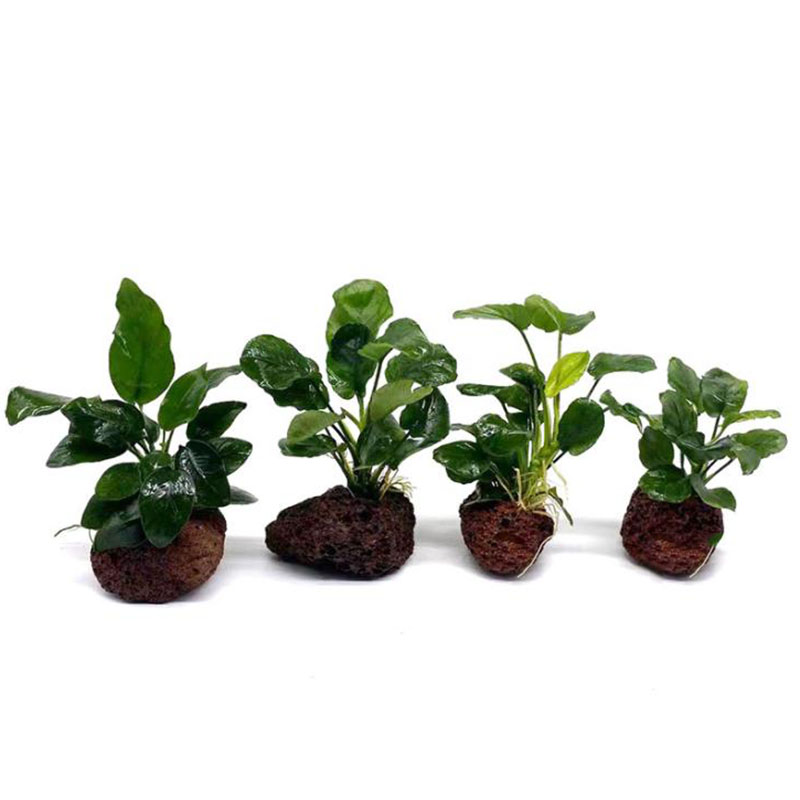 Decorazione per acquario vulca - Plant Aquarium Pot recensione e prezzo