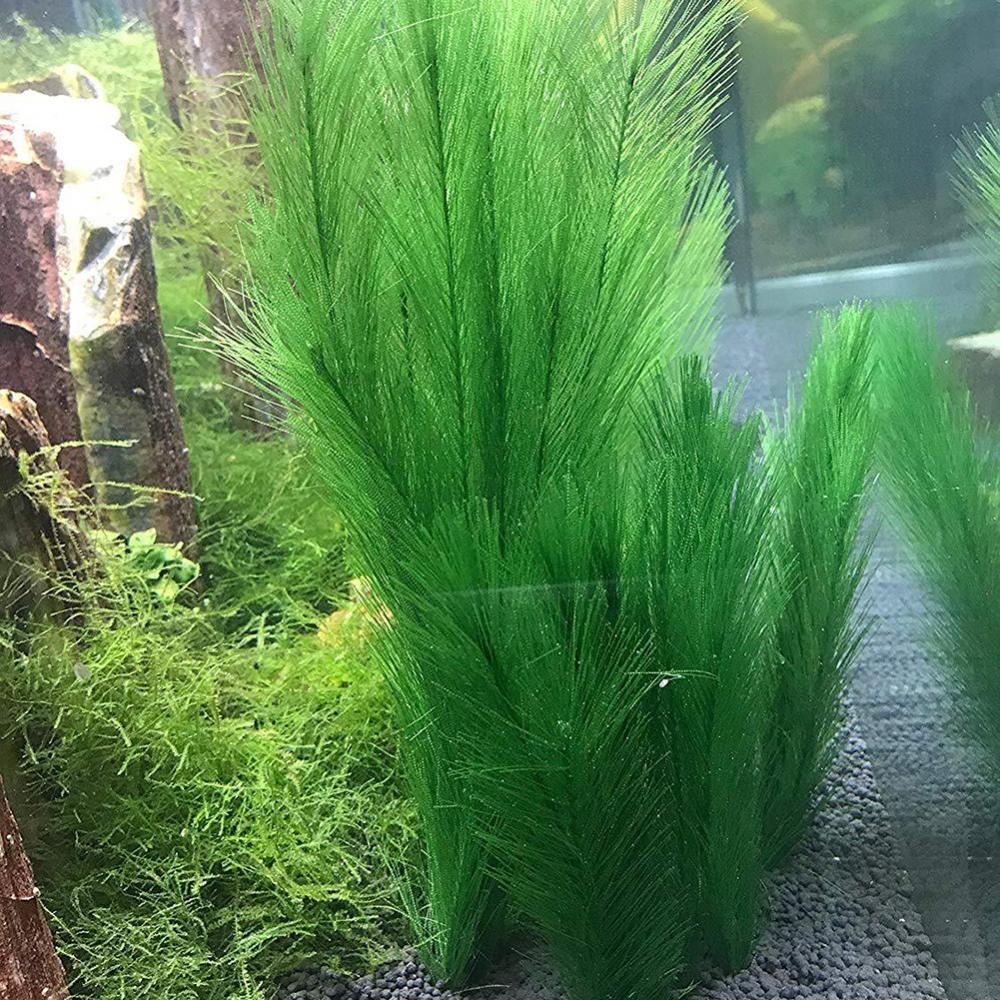 1/3 Pz 28/40 cm Acquario Serba - Aquarium Plants Live recensione e prezzo