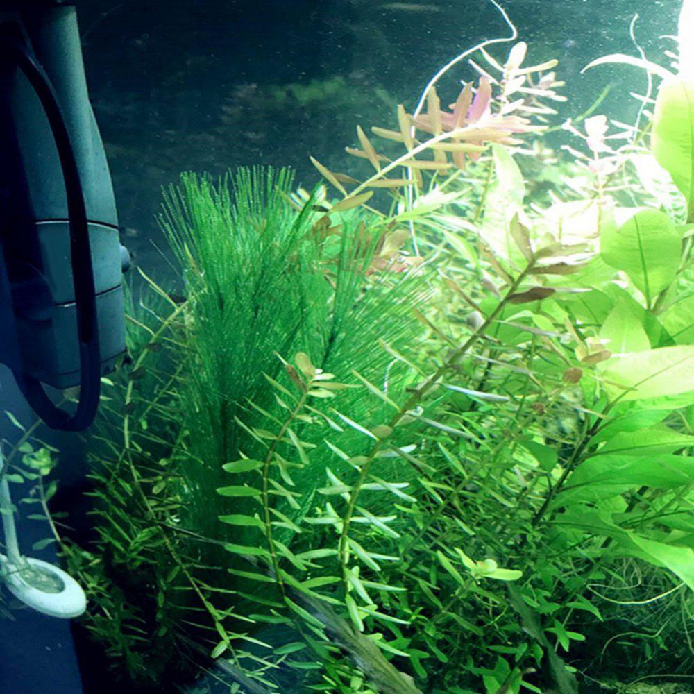 1/3 Pz 28/40 cm Acquario Serba - Aquarium Plants Live recensione e prezzo
