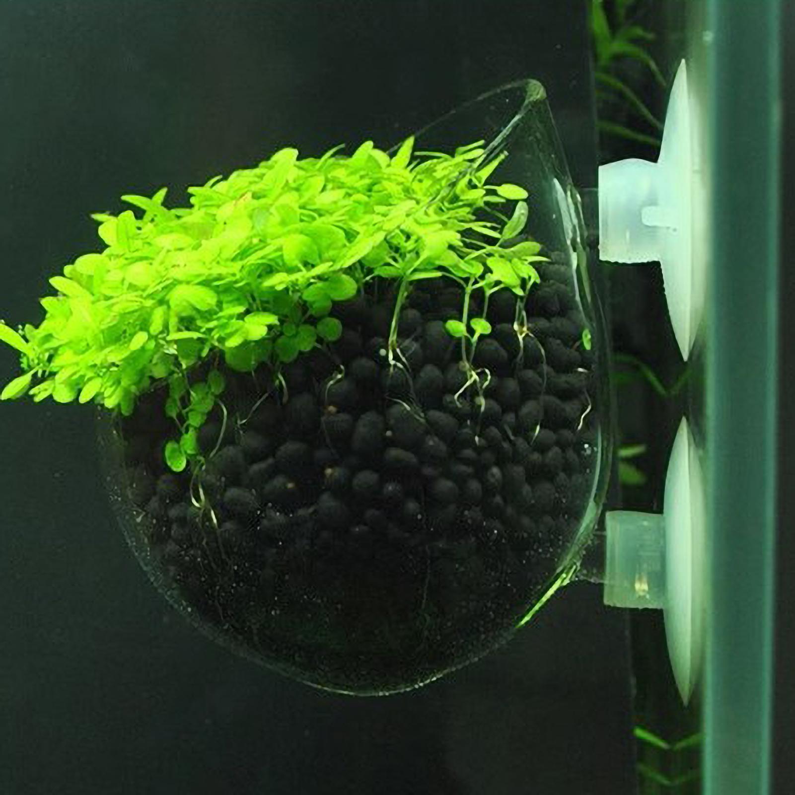 Supporto per Piante Acquatiche - Aquarium Moss recensione e prezzo