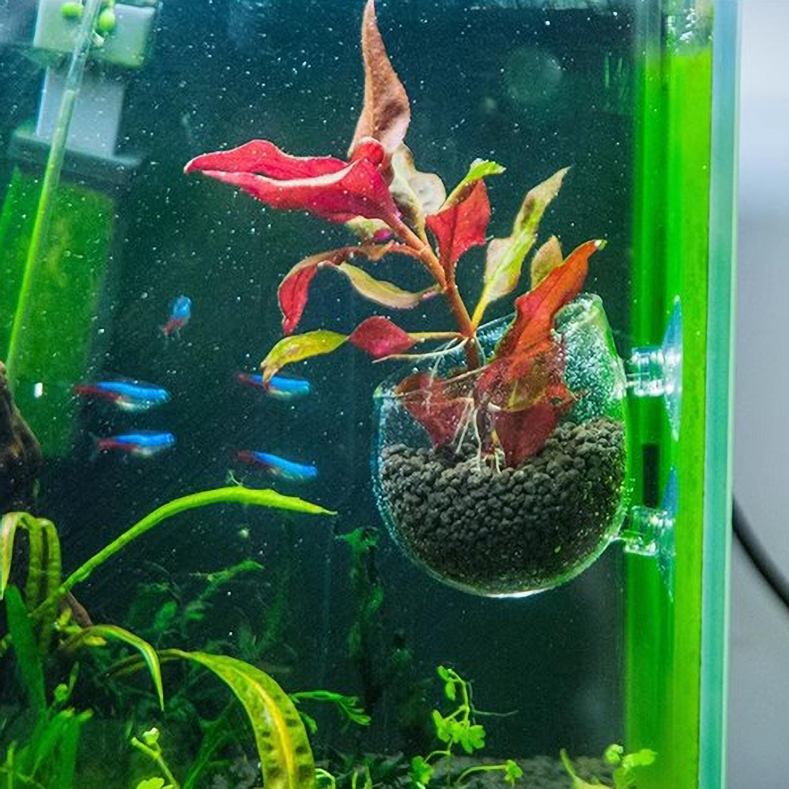 Supporto per Piante Acquatiche - Aquarium Moss recensione e prezzo