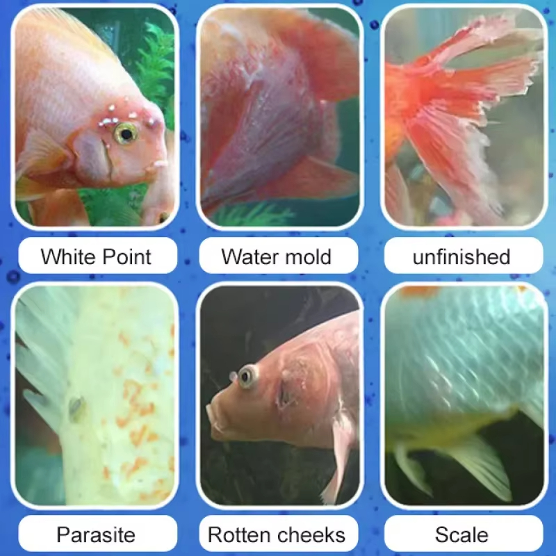 SIKEZHAN Trattamento malattie  - Aquarium Fertilizer recensione e prezzo