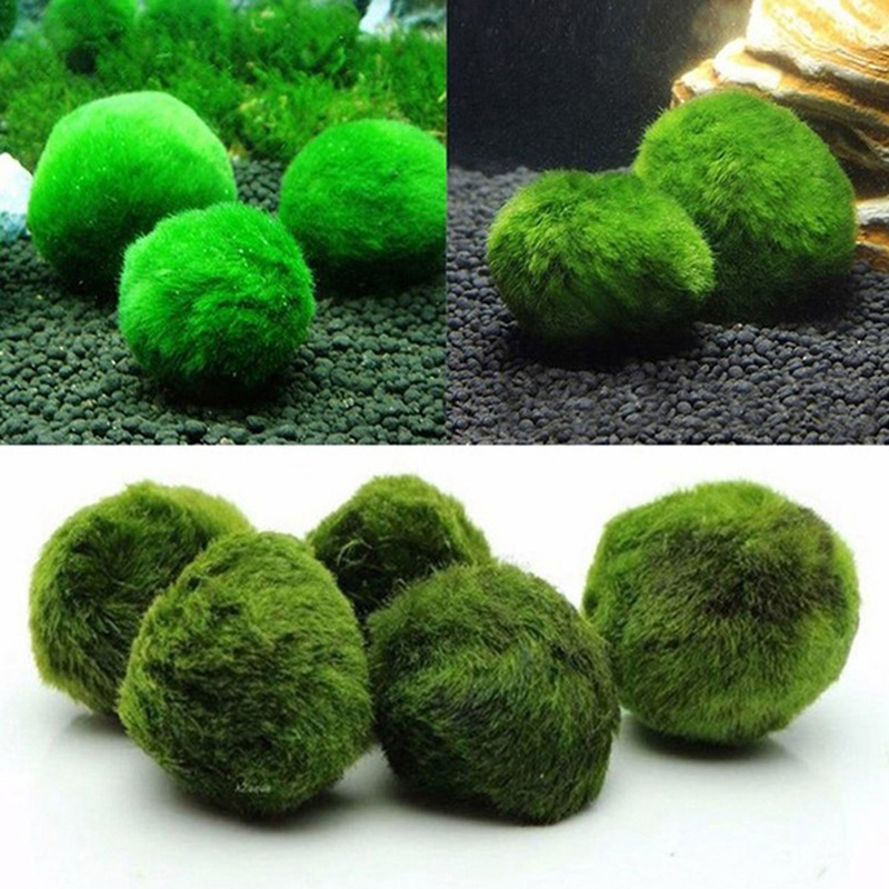 Marimo Moss Balls Live Aquariu - Live Plant Aquarium recensione e prezzo