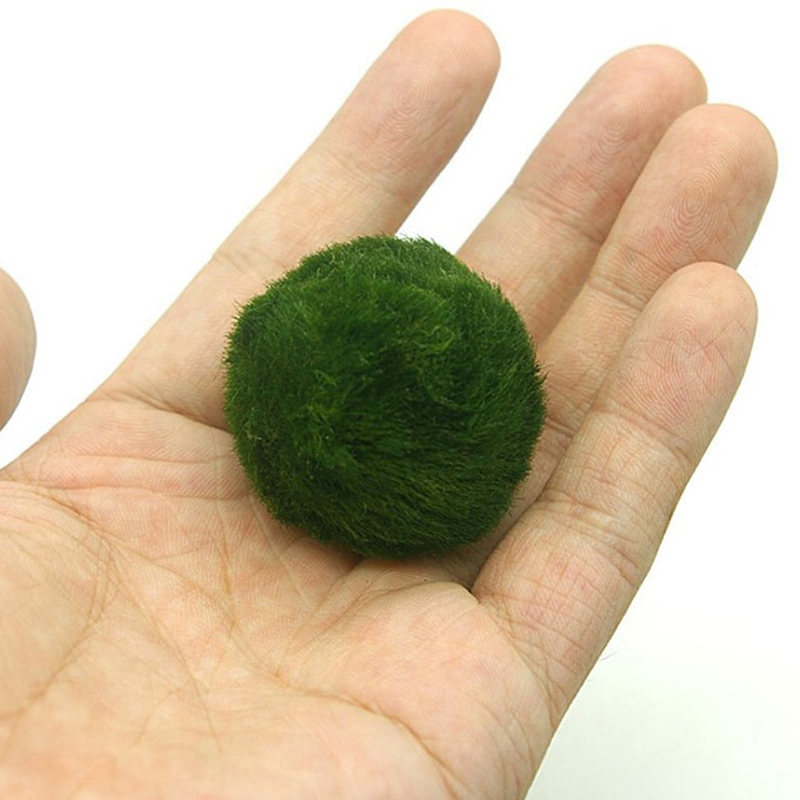 Marimo Moss Balls Live Aquariu - Live Plant Aquarium recensione e prezzo