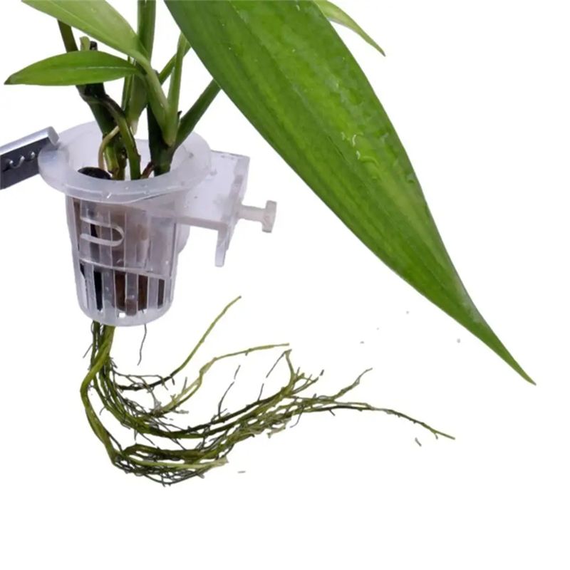 A7THK-2 pezzi, supporto traspa - Aquarium Plant Holder recensione e prezzo