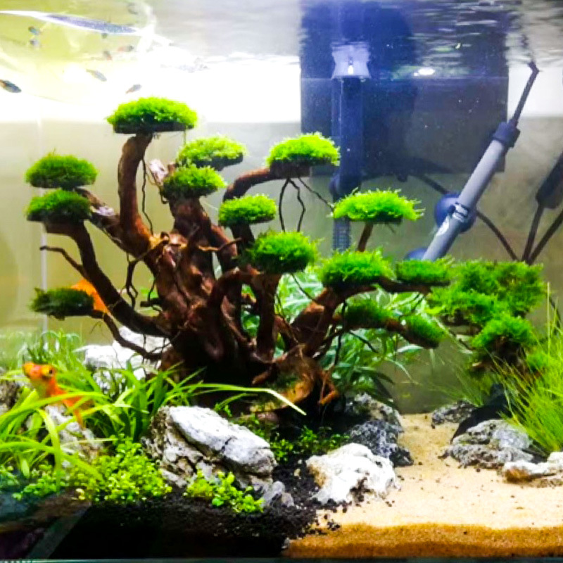 Decorazione per Acquario: Albe - Aquarium Driftwood recensione e prezzo