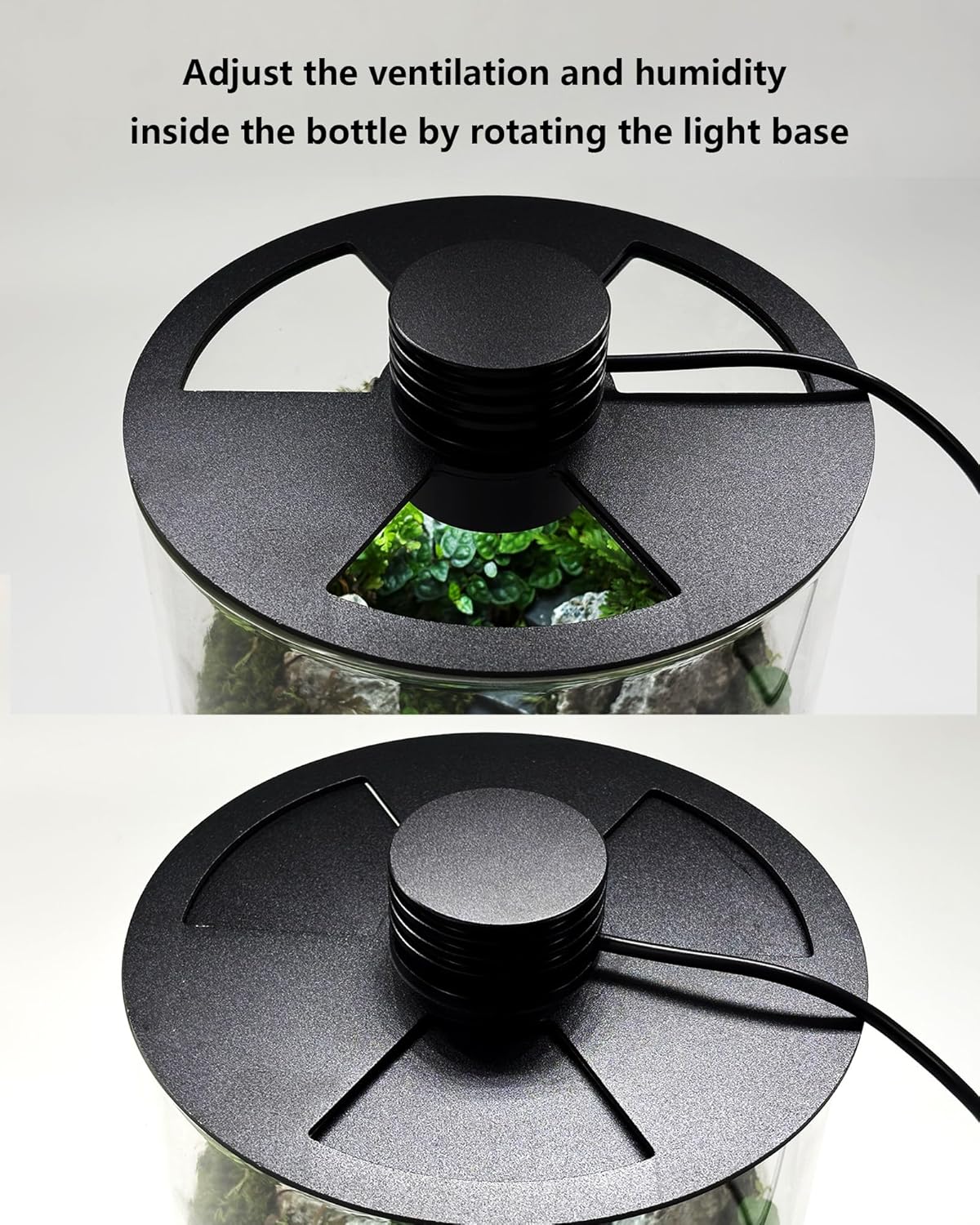 Terrario in vetro da interno c - Planted Tank recensione e prezzo