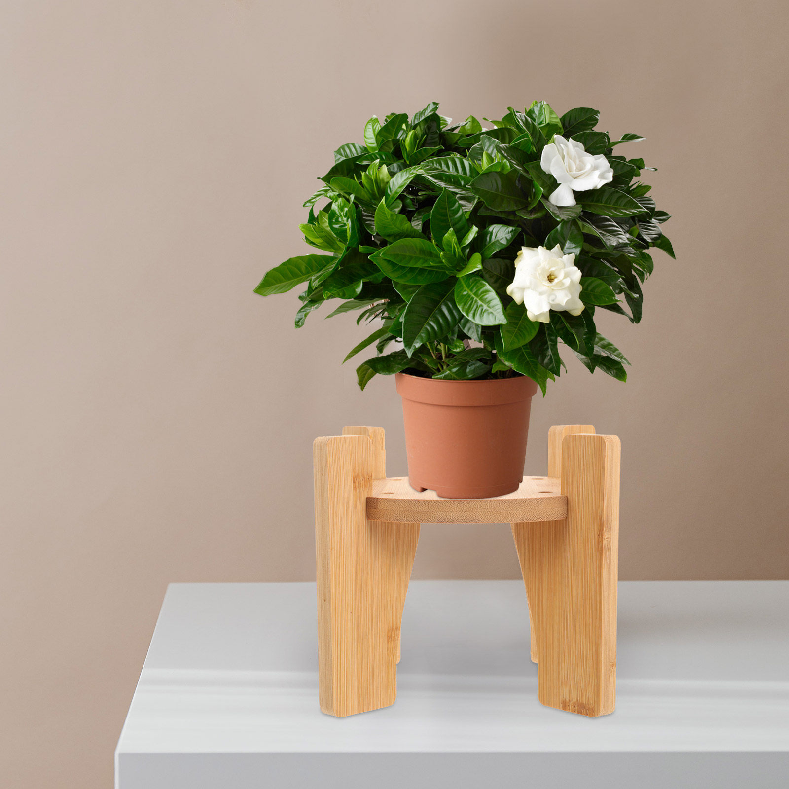 Supporto in legno per distribu - Planted Tank recensione e prezzo