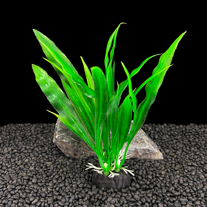 6 pezzi confezioni di piante d - Aquarium Plants Live recensione e prezzo